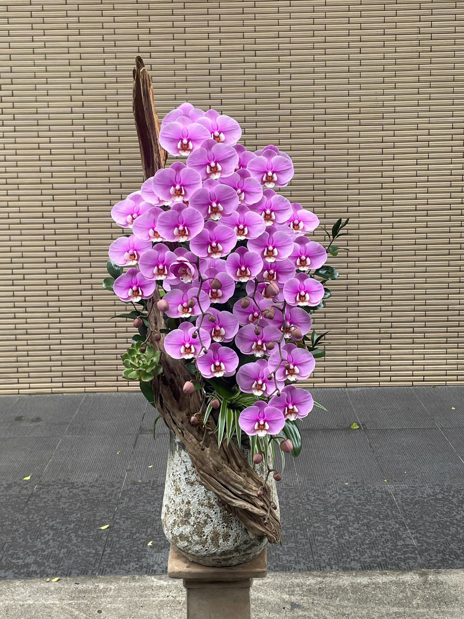 Lan hồ điệp 018