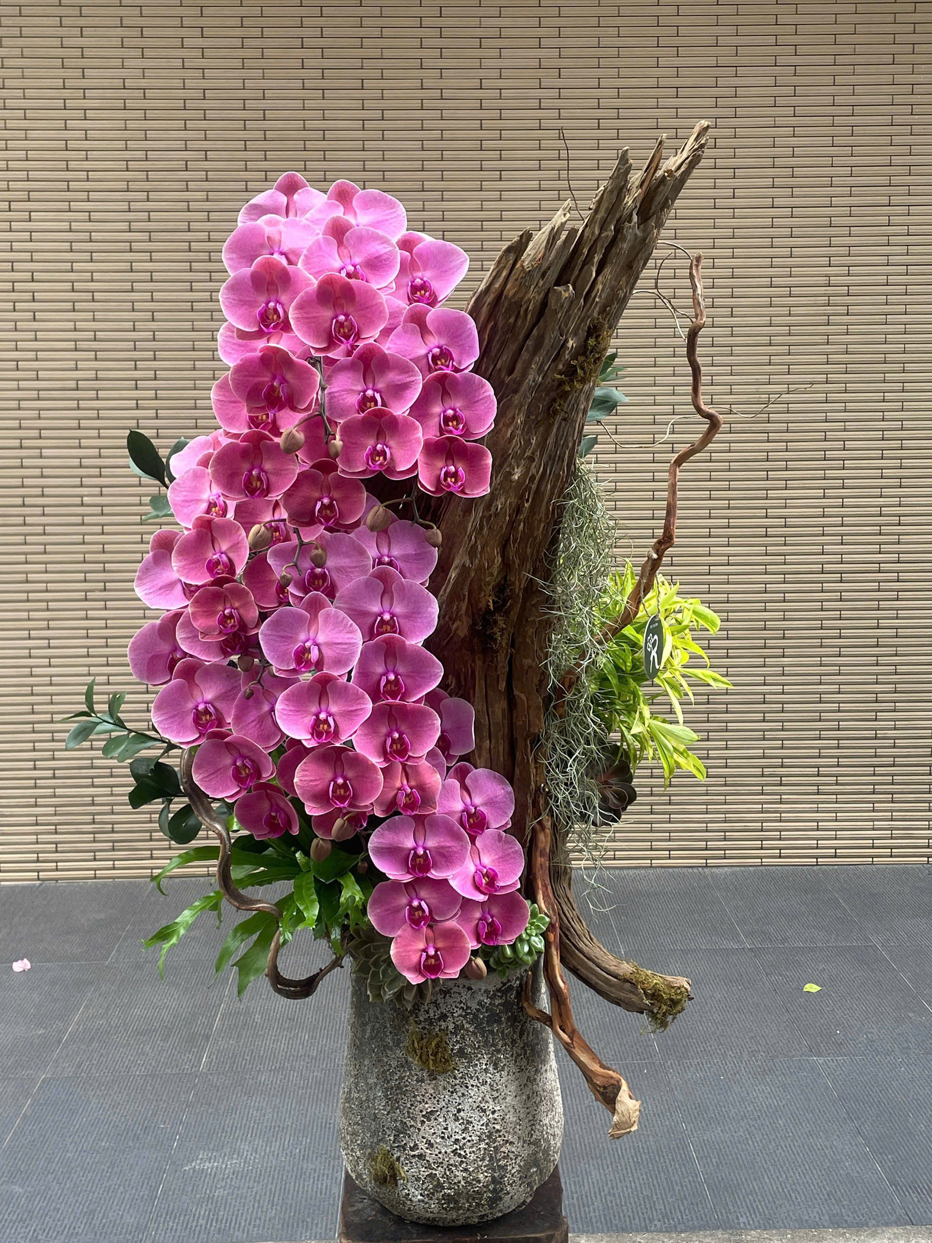 Lan hồ điệp 019