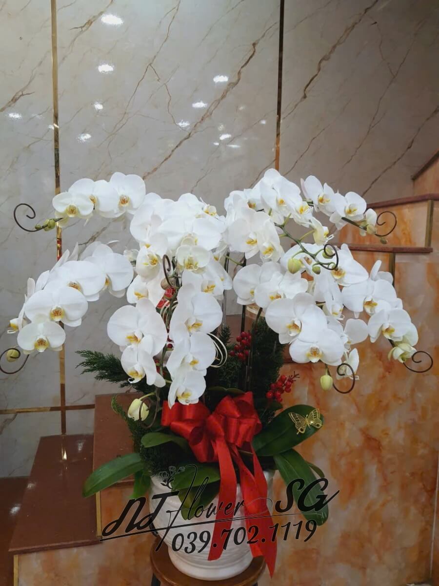 Lan Hồ Điệp 002