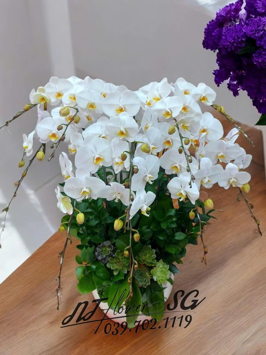 Lan Hồ Điệp 003