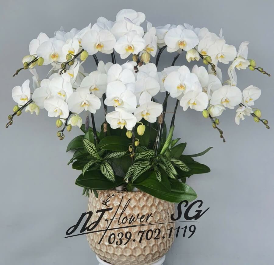 Lan Hồ Điệp 004