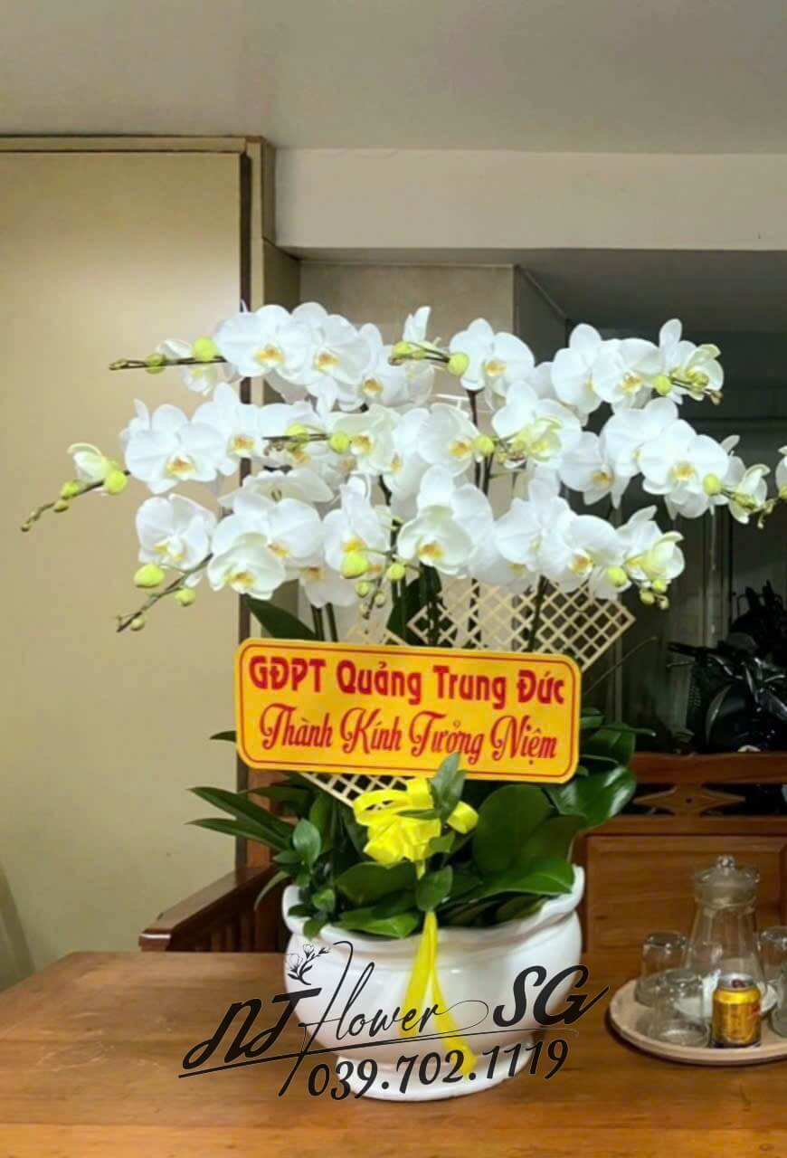 Lan Hồ Điệp 005