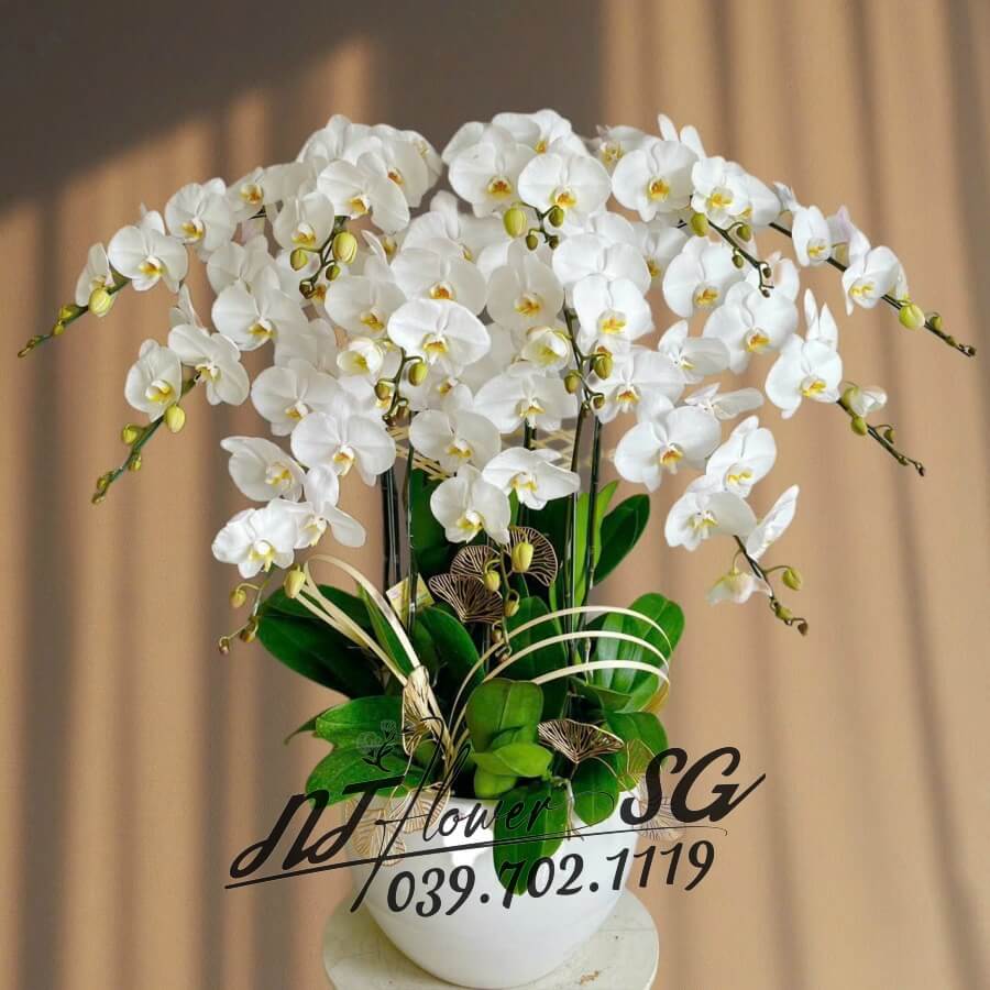 Lan Hồ Điệp 006