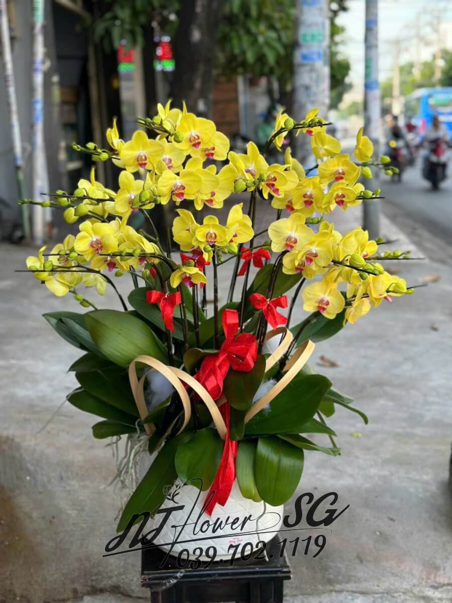 Lan Hồ Điệp 008