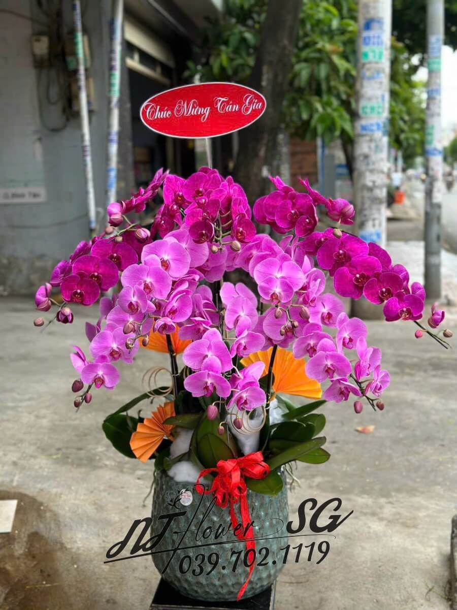 Lan Hồ Điệp 009