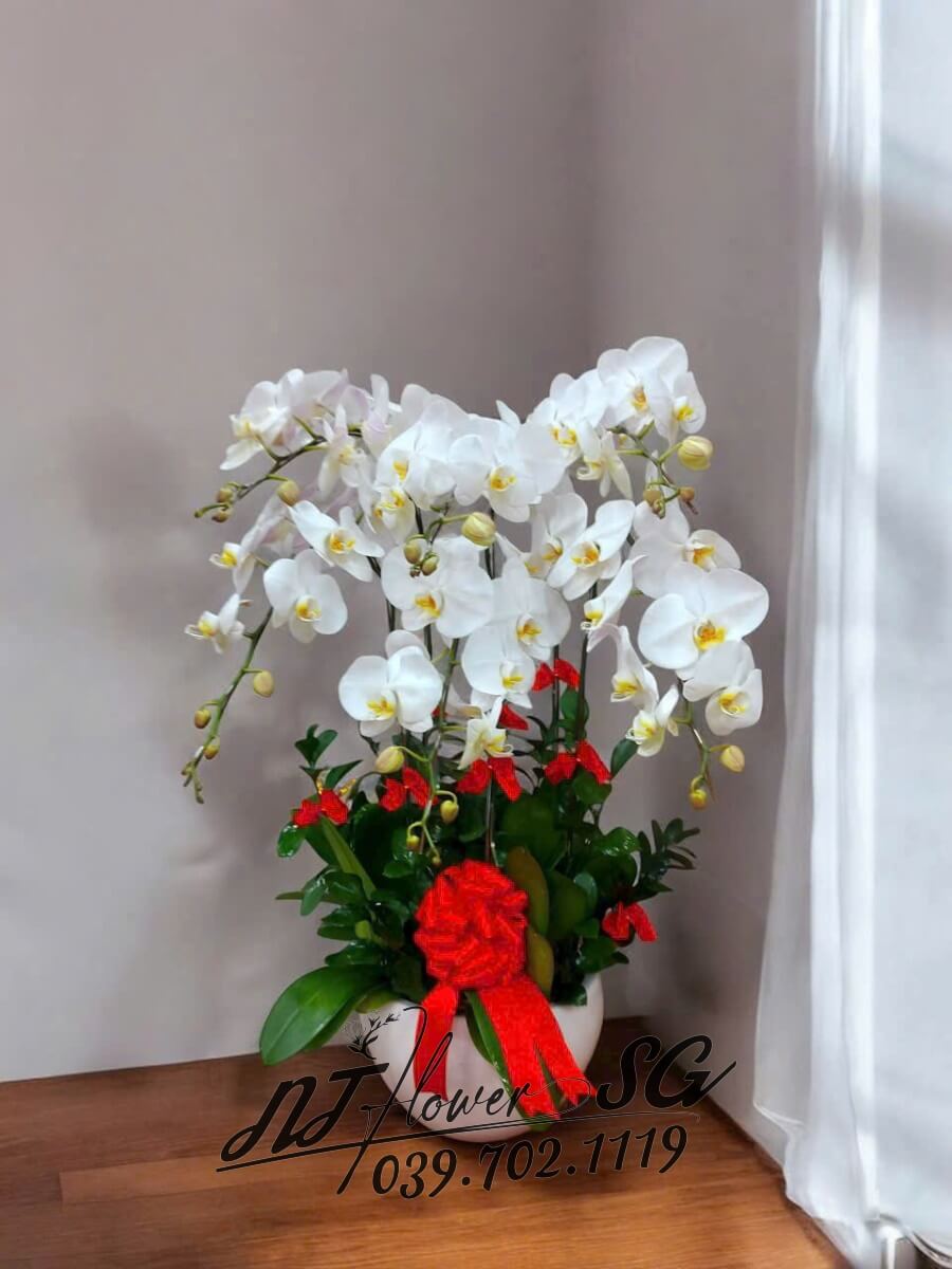 Lan Hồ Điệp 010